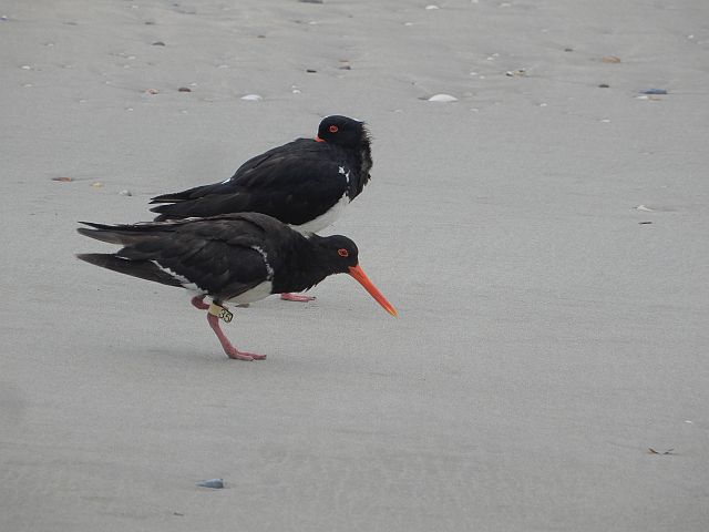 Photograph of Pied Oystercatcher