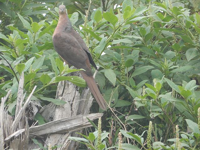 Photograph of Brown Cuckoo-Dove