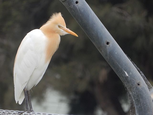 Photograph of Cattle Egret