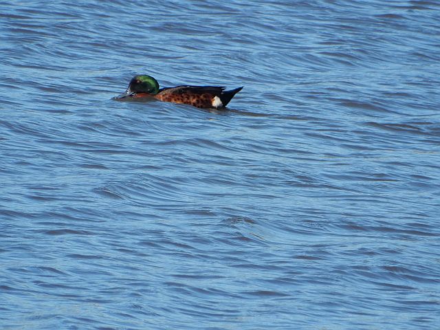 Photograph of Chestnut Teal