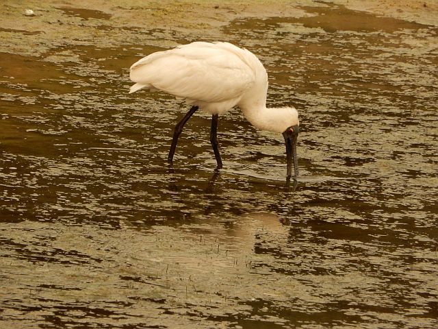 Photograph of Royal Spoonbill