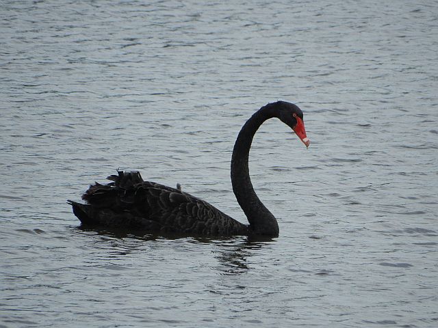 Photograph of Black Swan